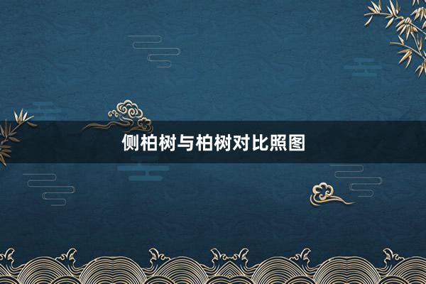 侧柏树与柏树对比照图